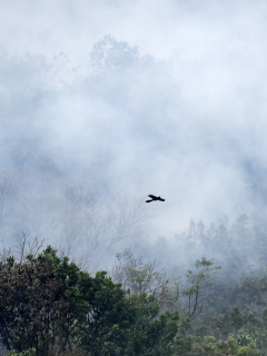 Incendio forestal