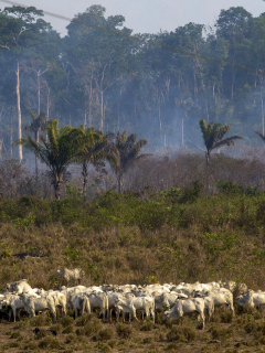 Ganado en área deforestada