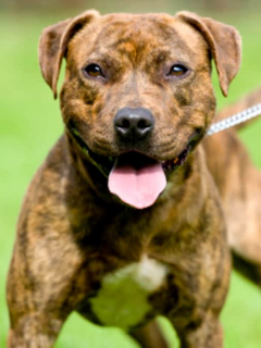 Pitbull