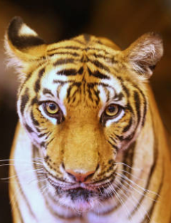 Tigre