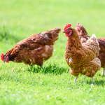 Gallinas