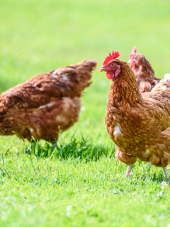 Gallinas