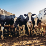 Vacas