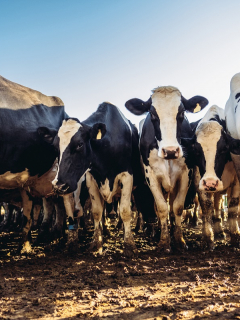 Vacas