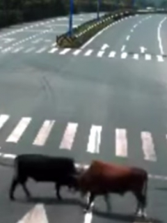 Toros