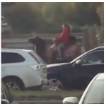 Mujer en un camello