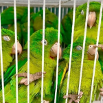 Pericos en cautiverio