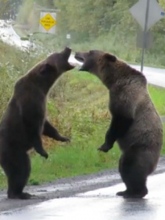 Osos peleando