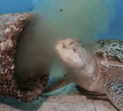 Tortuga