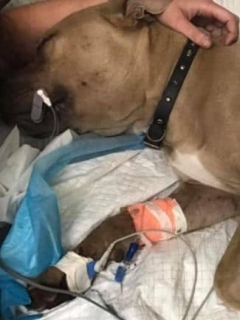 Pitbull muere mordido por serpiente