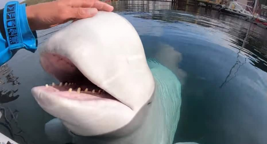 Ballena beluga.