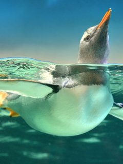 Pingüino