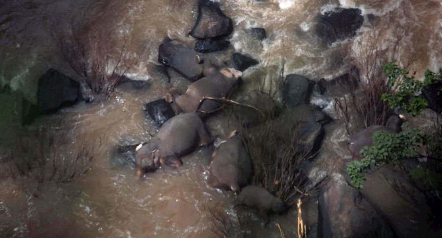 Elefantes ahogados en Tailandia