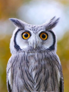 Búho