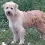 Perro perdido.