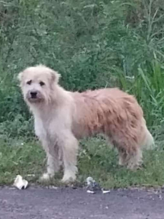 Perro perdido.