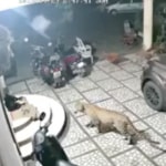 Leopardo ataca a perro