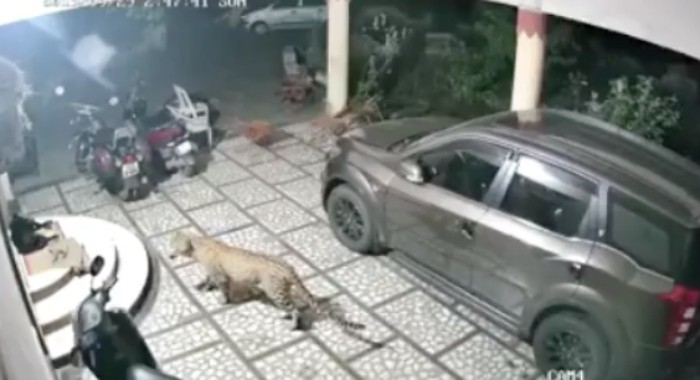 Leopardo ataca a perro