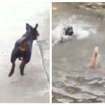 Perro