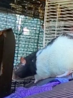 Rata
