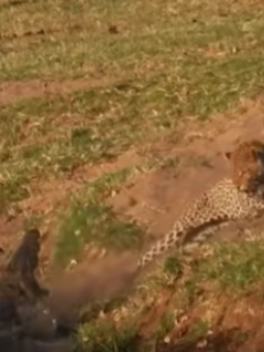 Leopardo y cocodrilo