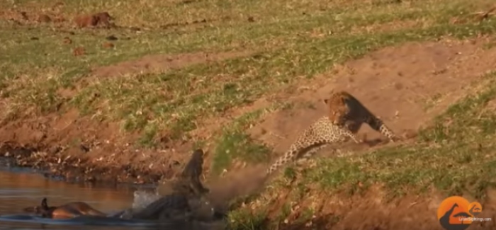 Leopardo y cocodrilo