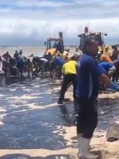 Praia dos Carneiro en medio de petróleo