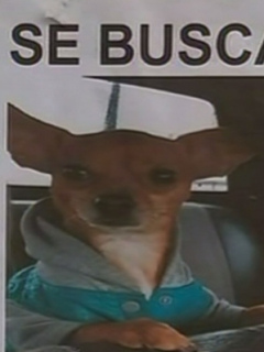 Perro hurtado