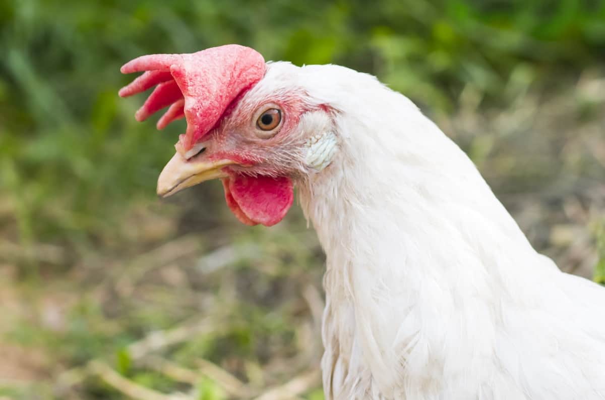 Pollo