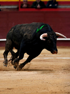 Toros