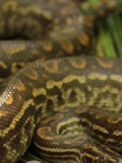 Serpiente