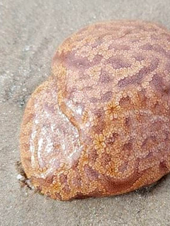 Ascidia