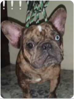Perros robados