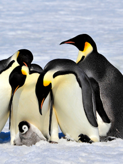 Pingüinos