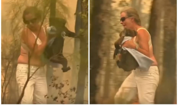 Mujer salva a koala de incendio.