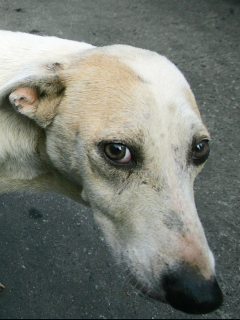 Perro