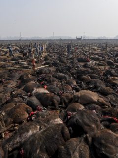 Nepal