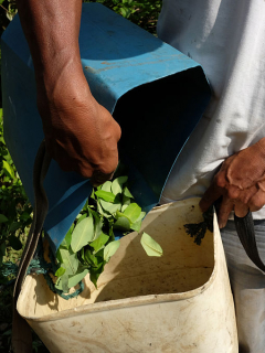 Cultivo de coca