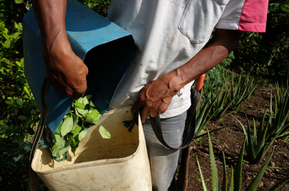 Cultivo de coca