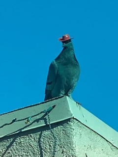 palomas