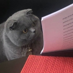 Meme gato.