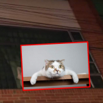 Gato