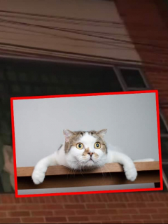 Gato
