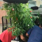 Árbol de Marihuana