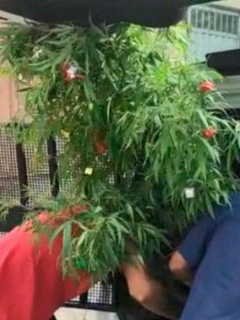 Árbol de Marihuana