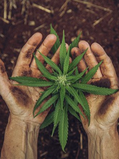 Hoja de cannabis