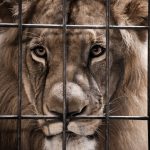 León