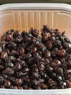 Hormigas culonas