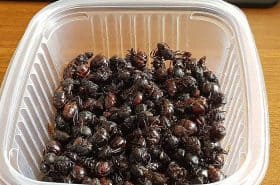 Hormigas culonas