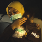 Orangután